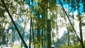 bosque de bambú asiático con luz solar video