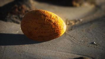 melon du désert sur la plage de sable video