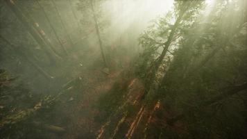 Drone breaking through the fog to show redwood and pine tree video