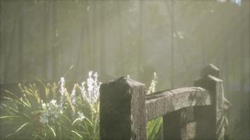 bosque de bambú de japón y hierba de pradera verde con luz natural video