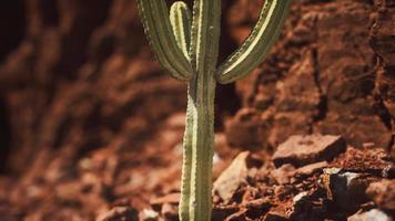 cactus in de woestijn van arizona in de buurt van rode rotsstenen video