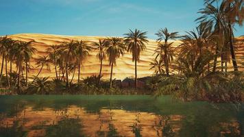 Green oasis with pond in Sahara desert video