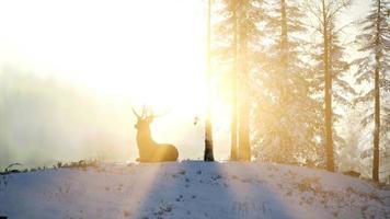 macho de cervo nobre orgulhoso na floresta de neve de inverno