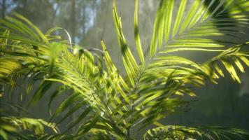 luz brilhante brilhando através do nevoeiro úmido e enevoado e das folhas da selva video