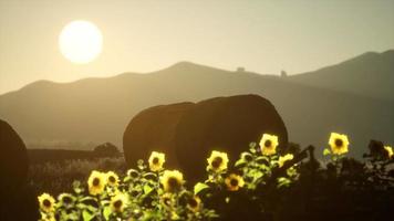 hay bales in the sunset video