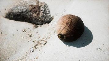 bruine kokosnoot op het strandzand video