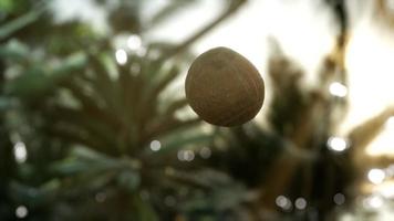 extreme slow motion falling coconut in jungle video