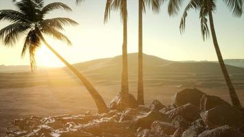 palmiers dans le désert au coucher du soleil