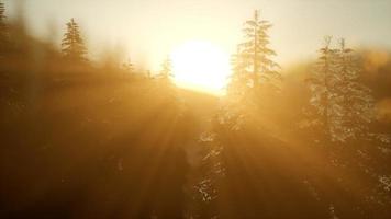 floresta de pinheiros ao nascer do sol com raios de sol quentes video