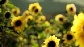 champ de tournesols par une chaude soirée d'été video