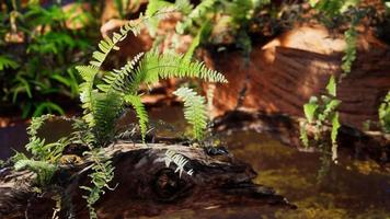 tropical golden pond with rocks and green plants video