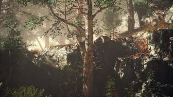 forêt d'été avec brouillard profond video