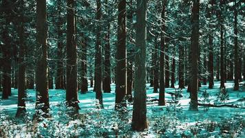 paisaje de bosque de invierno en una puesta de sol video