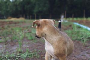 The dog is standing and looking at something. photo