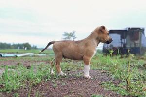 The dog is standing and looking at something. photo