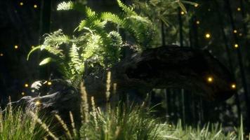 horizontally bending tree trunk with ferns growing, and sunlight shining video