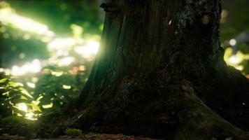 Sunlight rays pour through leaves in a rainforest video