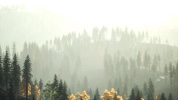 Sunlight in spruce forest in the fog on the background of mountains at sunset video