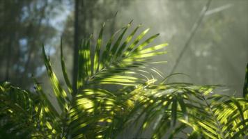 lumière vive qui brille à travers le brouillard brumeux humide et les feuilles de la jungle video