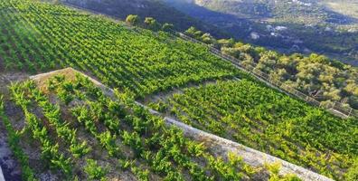 vineyard landscape view
