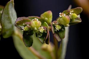 planta de tártago de hisopo foto