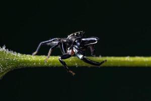 Small Male Jumping Spider photo