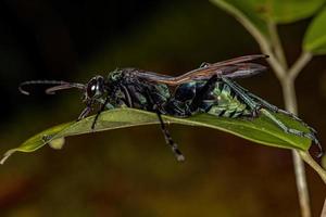 Adult Tarantula-hawk Wasp photo