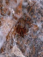 araña reclusa adulta foto