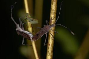 Adult Leaf-footed Bugs