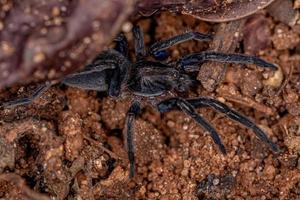 Black Entelegyne Spider photo