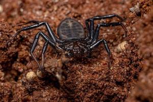Adult Trochanteriid Spider photo