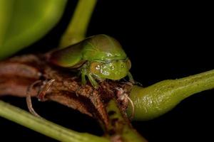 saltamontes típico adulto foto