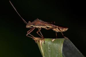 Adult Broad-headed Bug photo