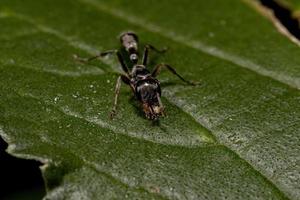 hormiga ramita hembra adulta foto