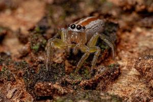 Adult Female Jumping Spider photo