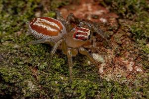 Adult Female Jumping Spider photo