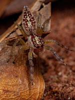 Female Adult Jumping Spider photo