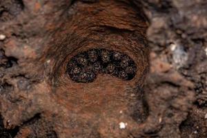 Adult Stingless Bees photo