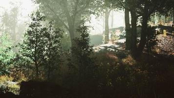 sun is shining through the trees in a young forest timelapse video