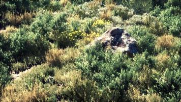 Herbstfarbenes trockenes Gras und Steine video