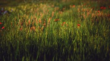 field with green grass and wild flowers at sunset video