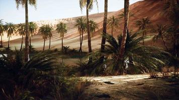 oasis dans le désert chaud du sahara video