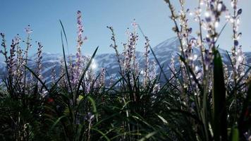 Lavender field with blue sky and mountain cover with snow video