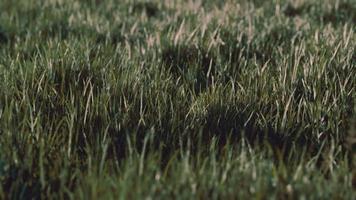 Close up of fresh thick grass in the early morning video