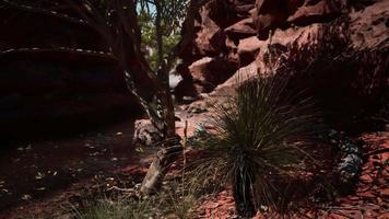 Colorado river with red stones and trees video