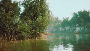 pond of city Central Park in summer day video