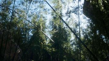 paisaje de árboles de bambú en la selva tropical, malasia video