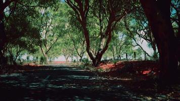 outback road with dry grass and trees video