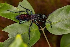 avispa tarántula-halcón adulta foto