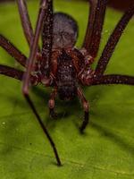 Adult Recluse Spider photo